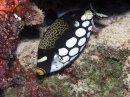 Clown Triggerfish